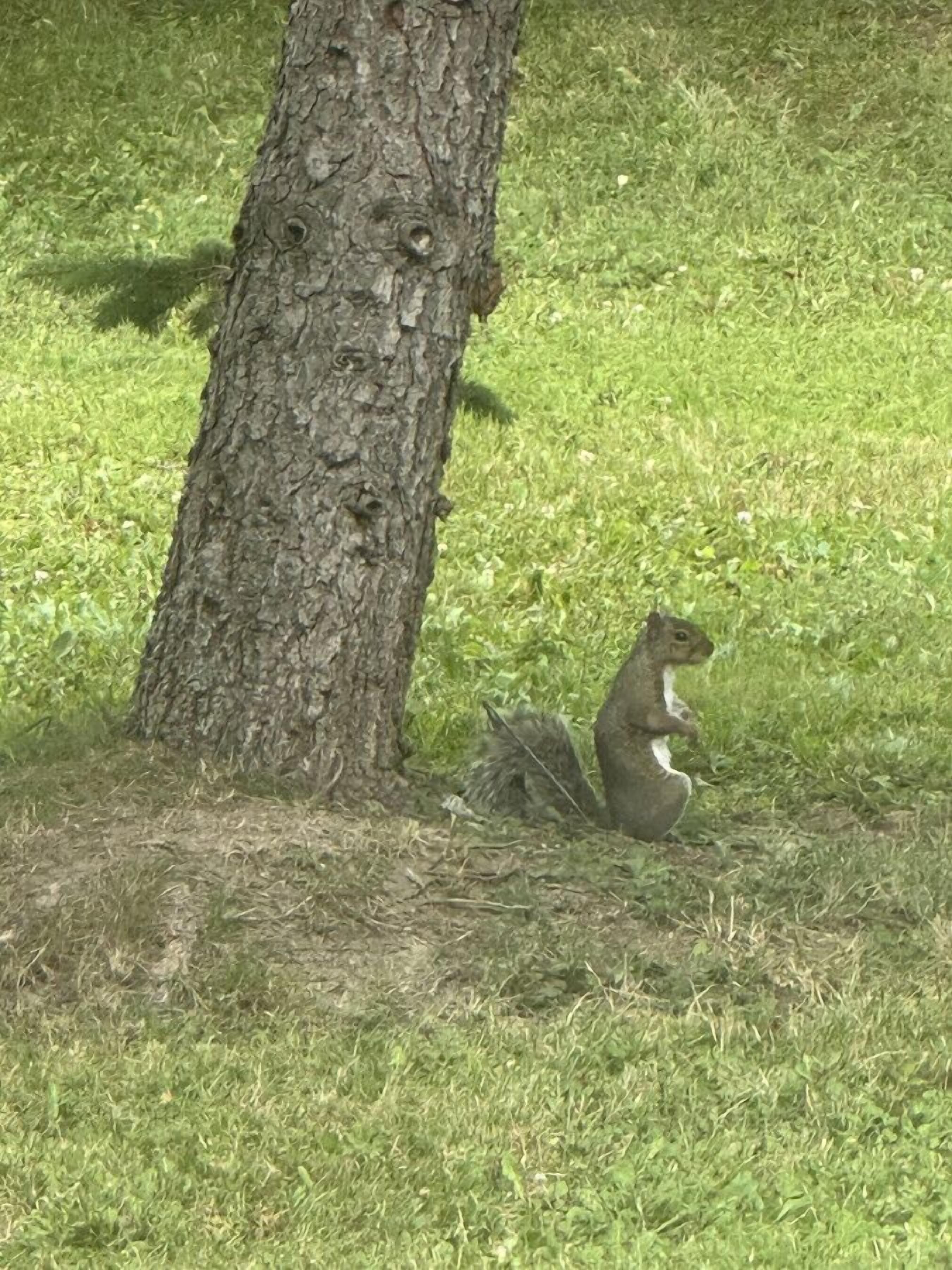 A squirrel sitting on the ground near a tree.