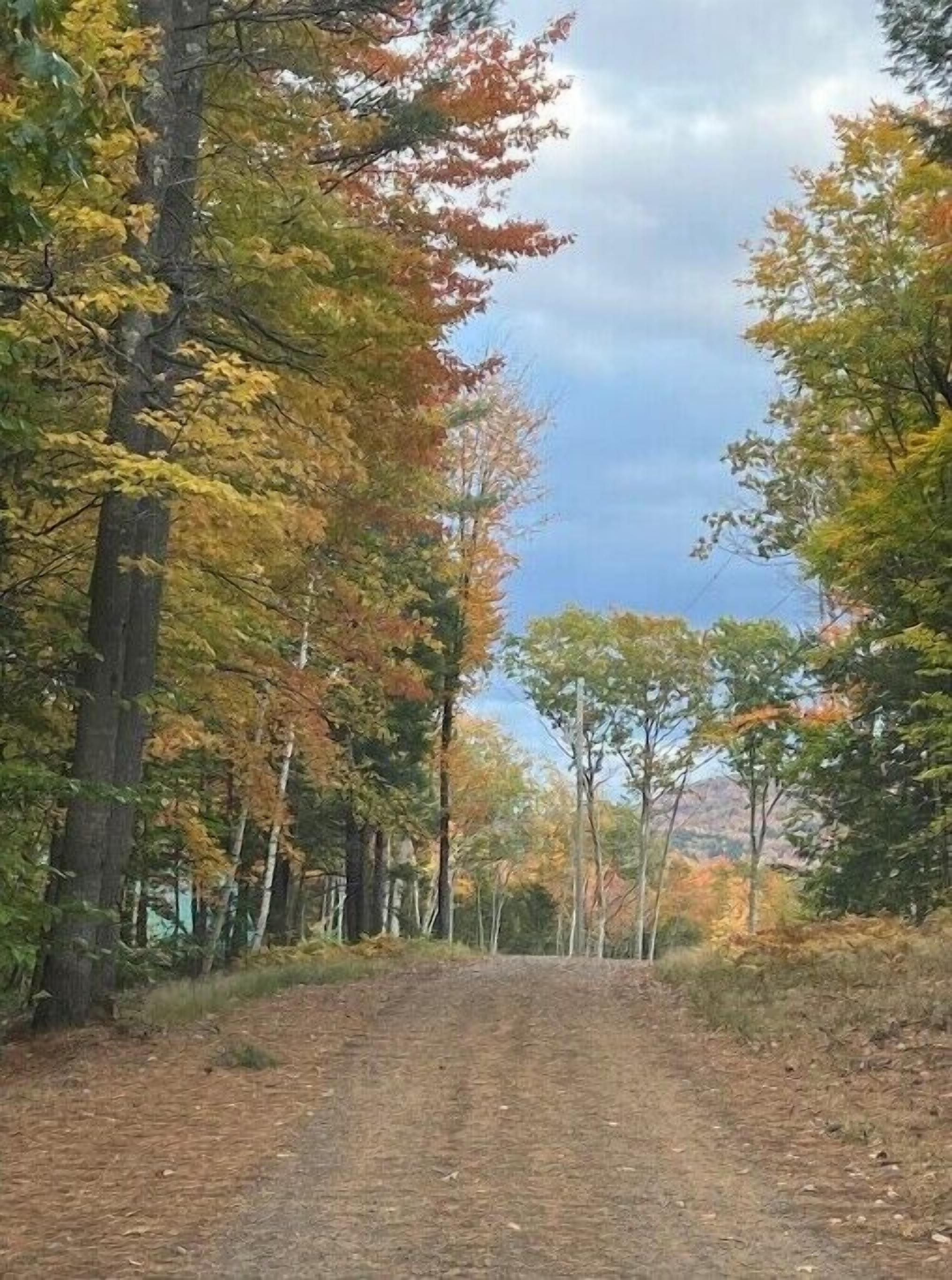 Un sendero de tierra flanqueado por árboles con follaje otoñal.