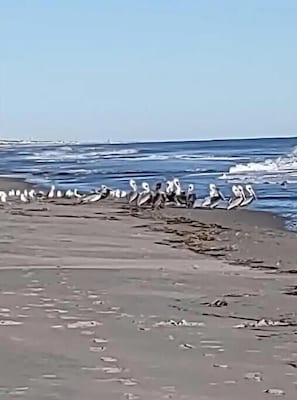 Strand