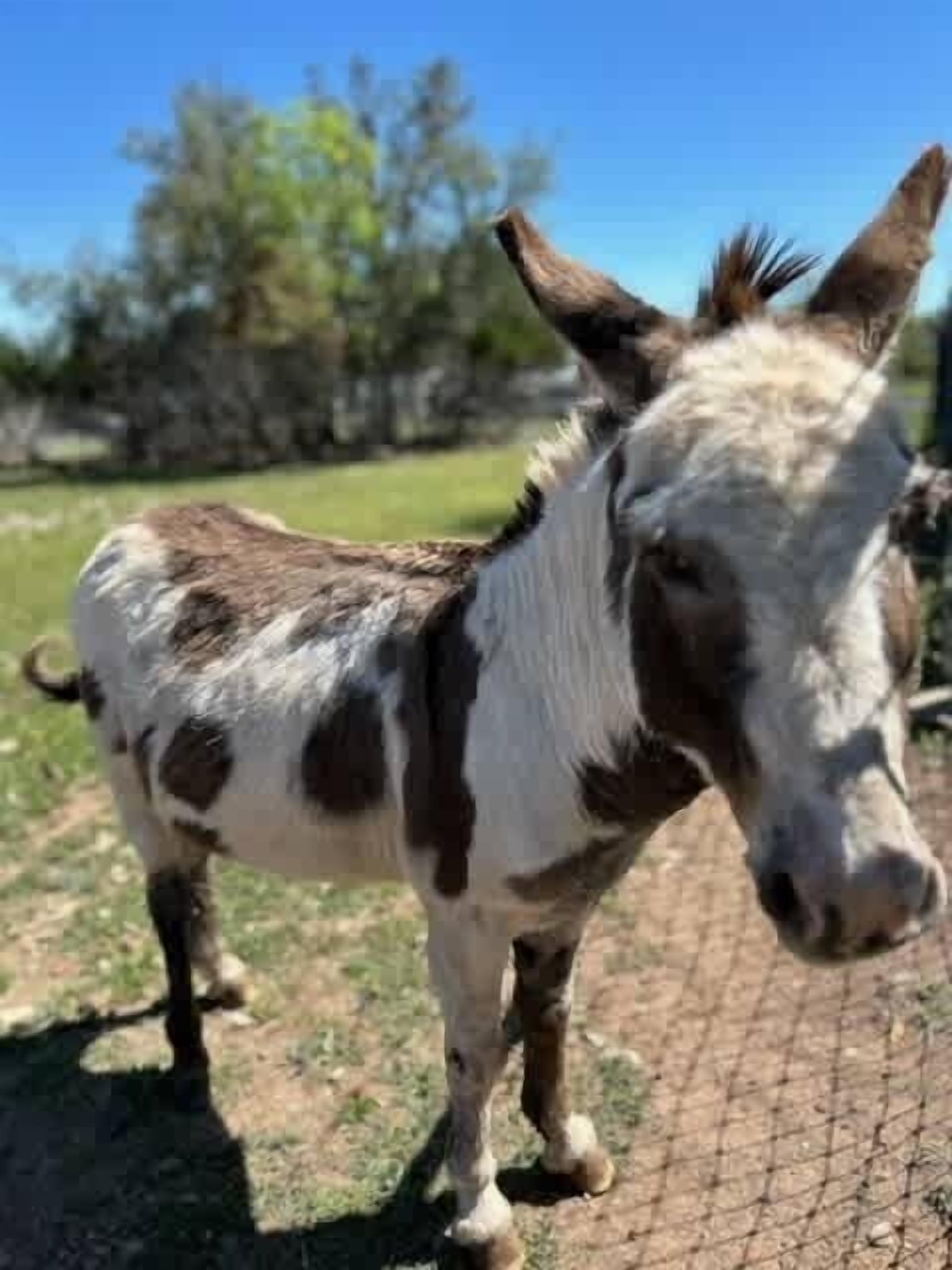 A donkey standing behind a wire fence in a grassy area with trees in the background.