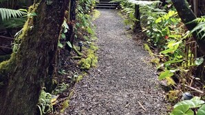 A gravel path leading to a wooden structure surrounded by lush ferns and trees.
