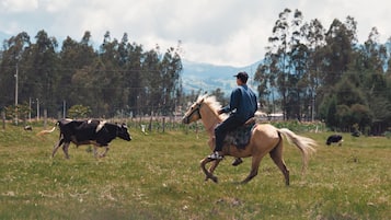 Une personne à cheval dans un champ herbeux, avec des vaches en arrière-plan.