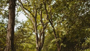 A forested area with picnic tables and a wooden structure, possibly for events. - Scenic, Full-Hookup Back-In Campsite Just Outside Nashville! (Mt. Juliet)