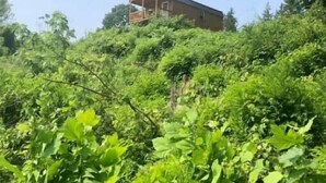 A rustic wooden cabin with a porch, surrounded by dense greenery.