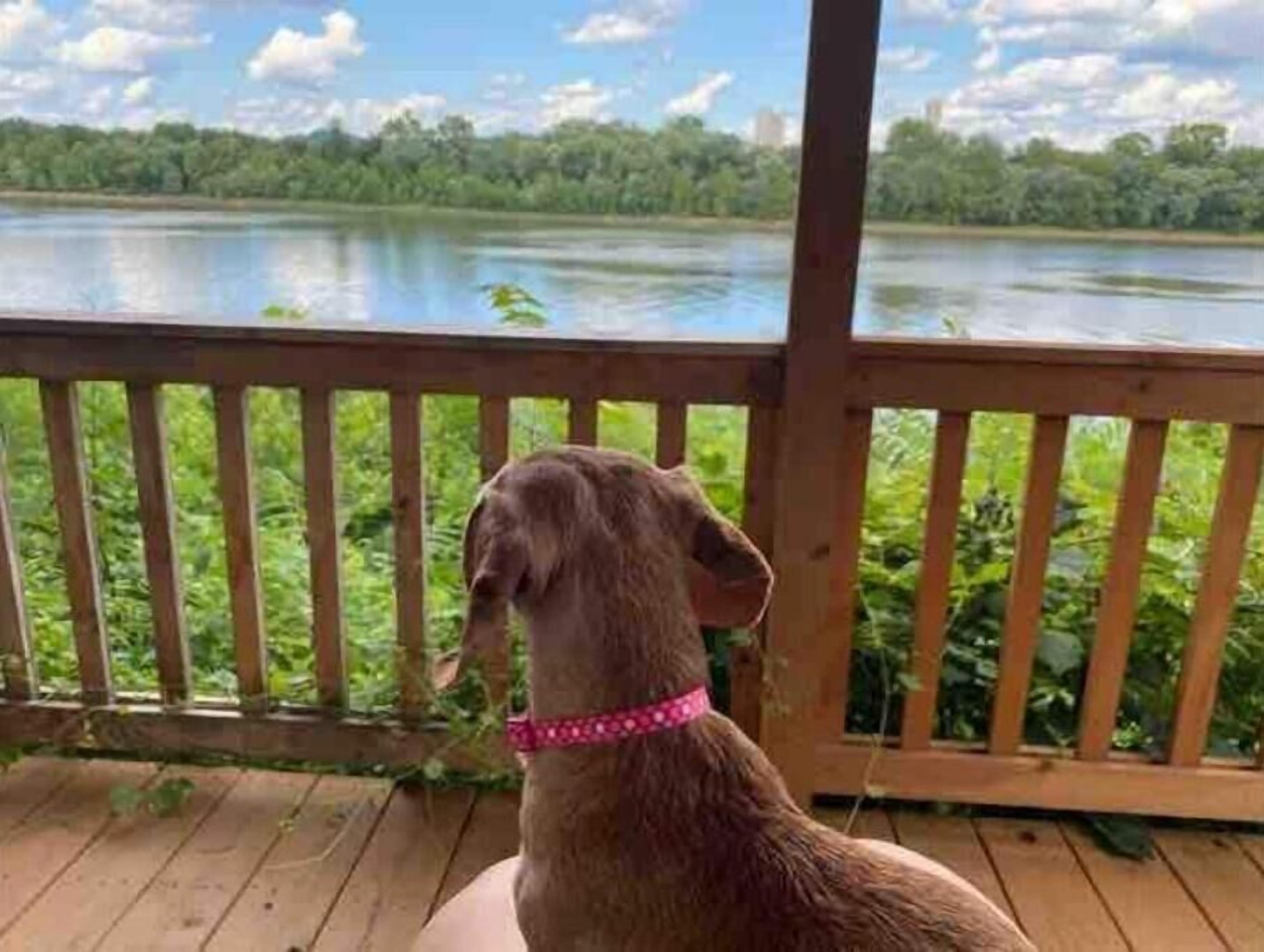 A dog on a wooden deck overlooking a lake with trees in the background.