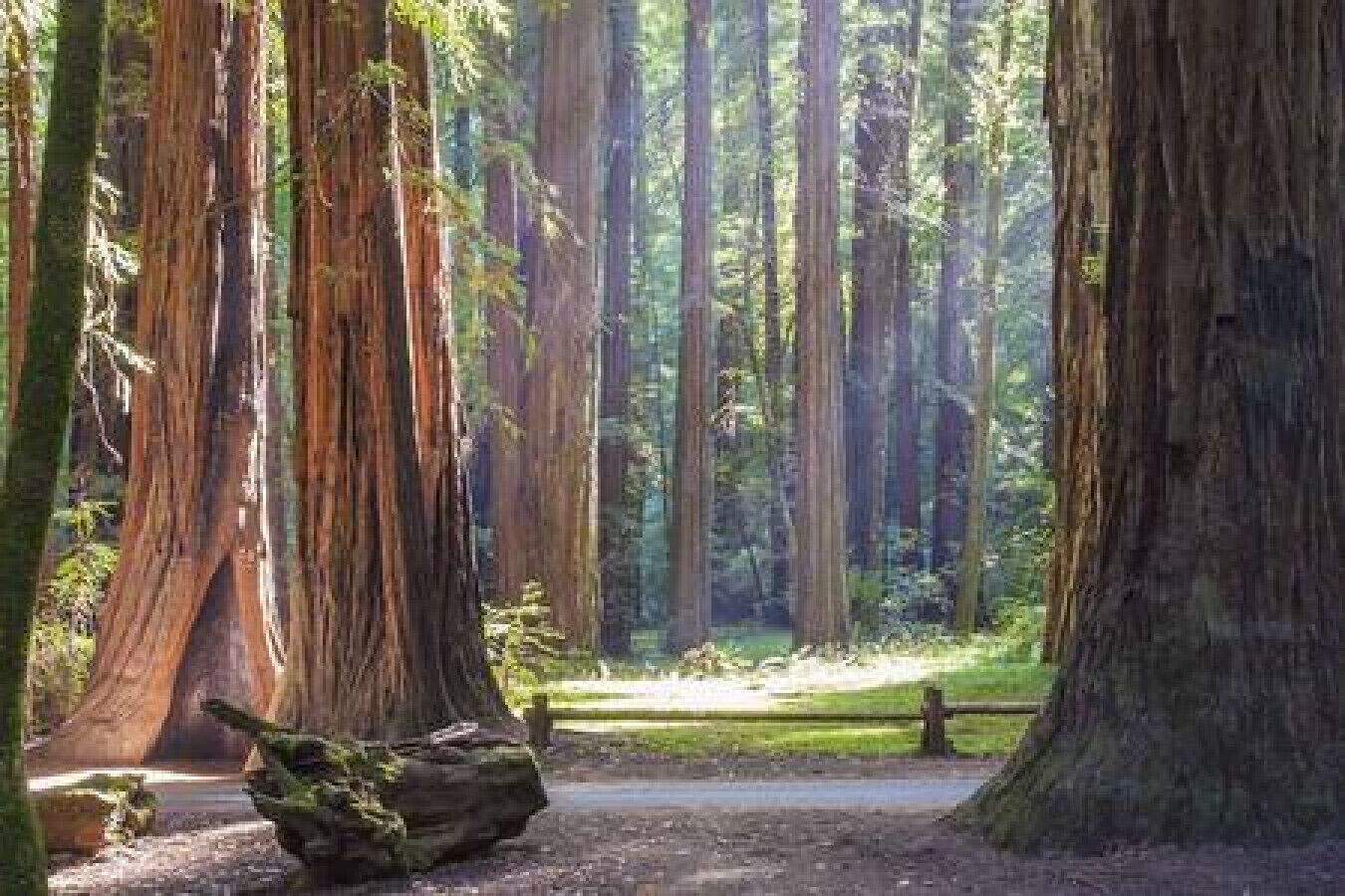 A forest with tall trees and a dirt path.