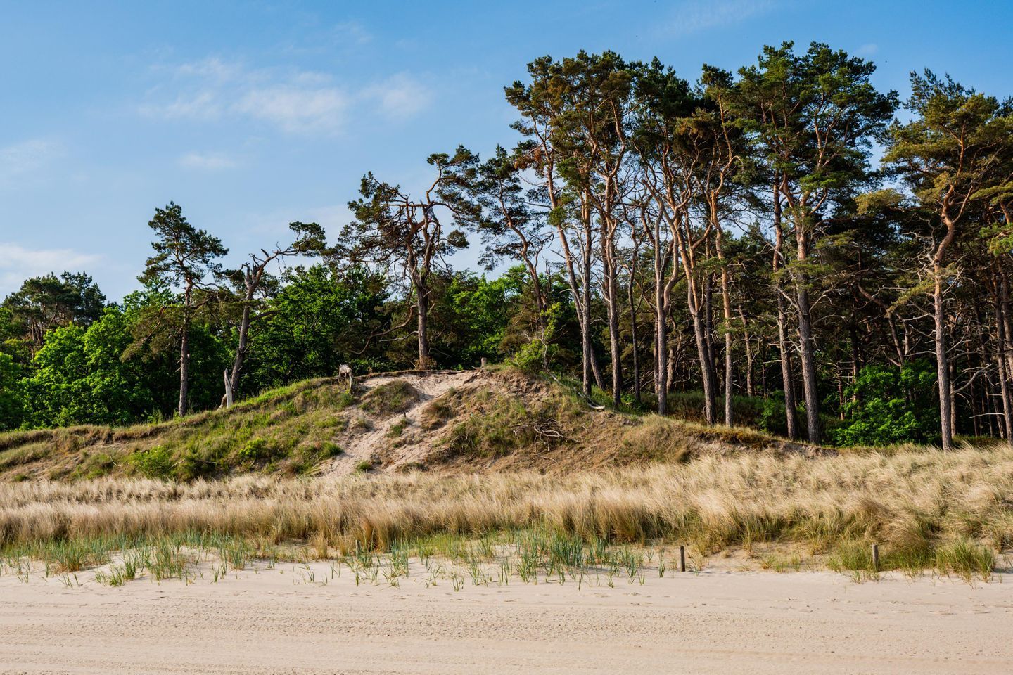 A sandy beach with dunes and a forest of tall trees.