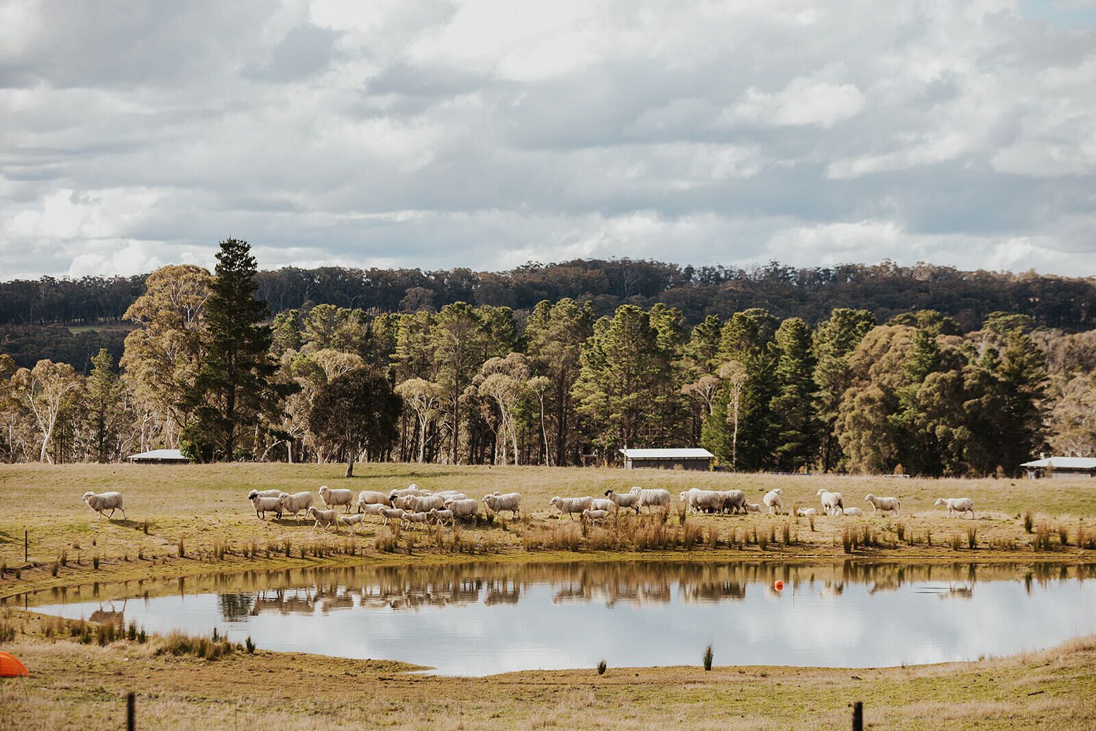 Een landelijk landschap met een kudde schapen die grazen nabij een vijver, omringd door bomen en enkele gebouwen op de achtergrond.