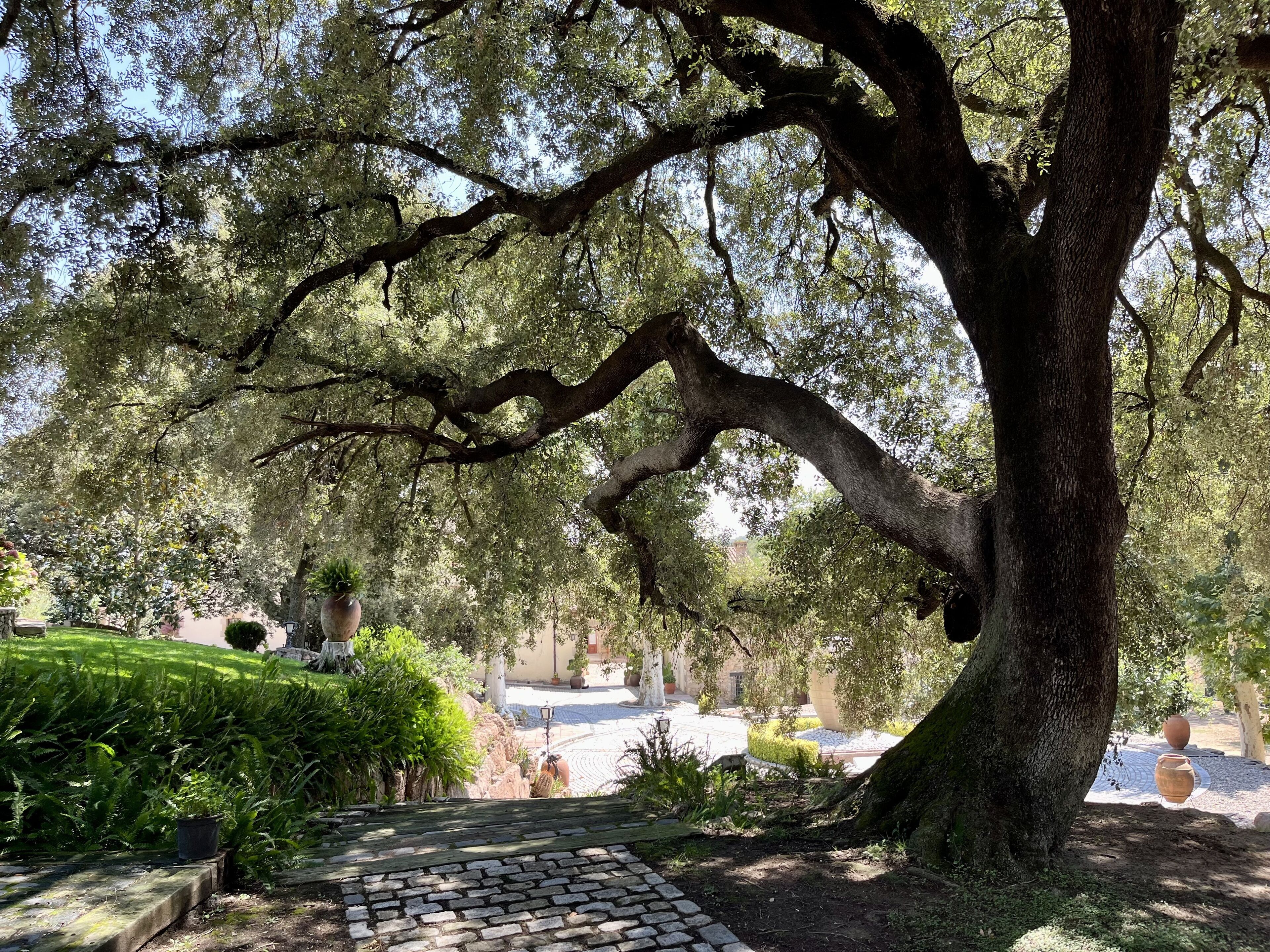 Photo - Masia Can Viver - Olive oil tourism B&B