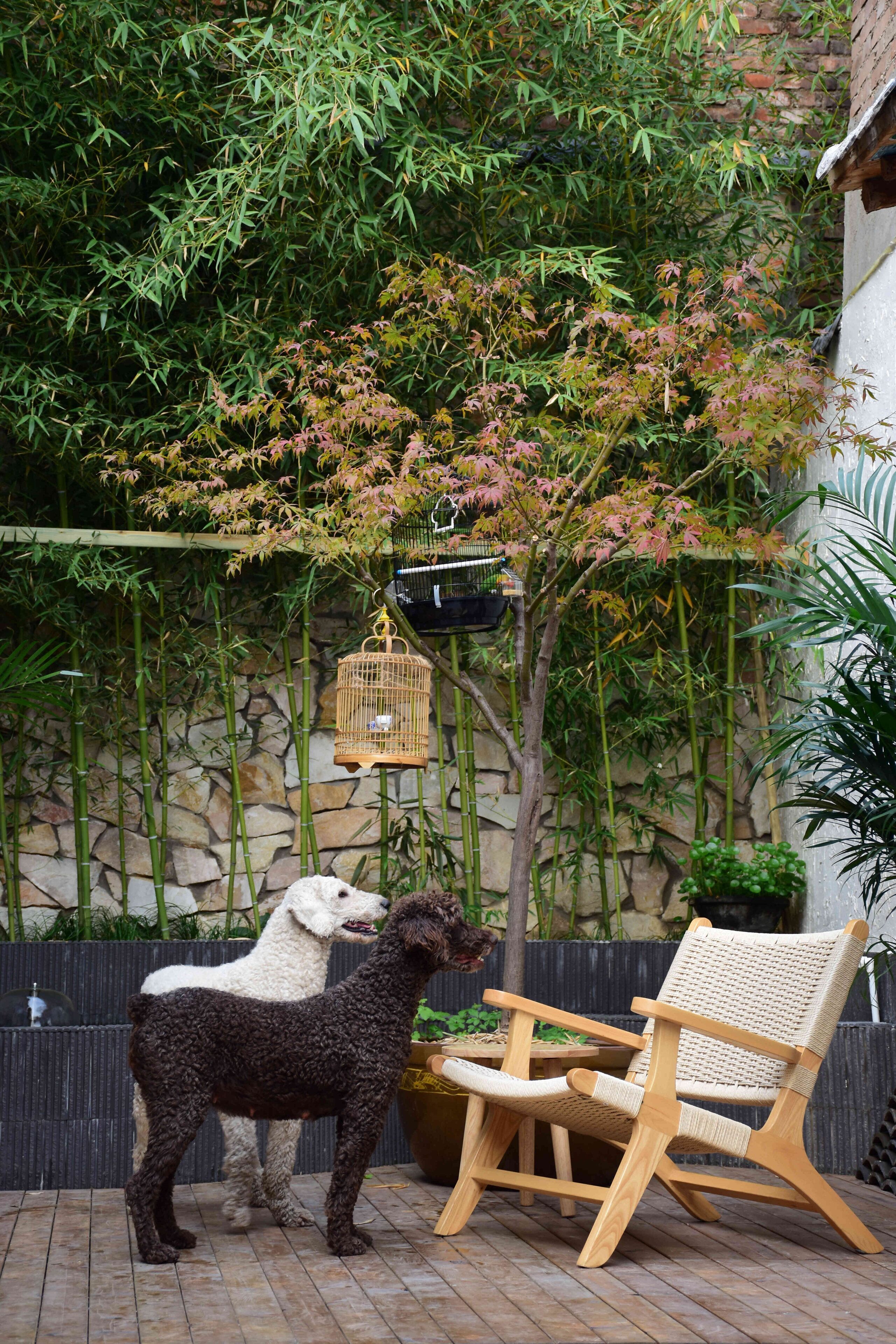 A patio area with two dogs, a wooden chair, and a hanging birdcage.