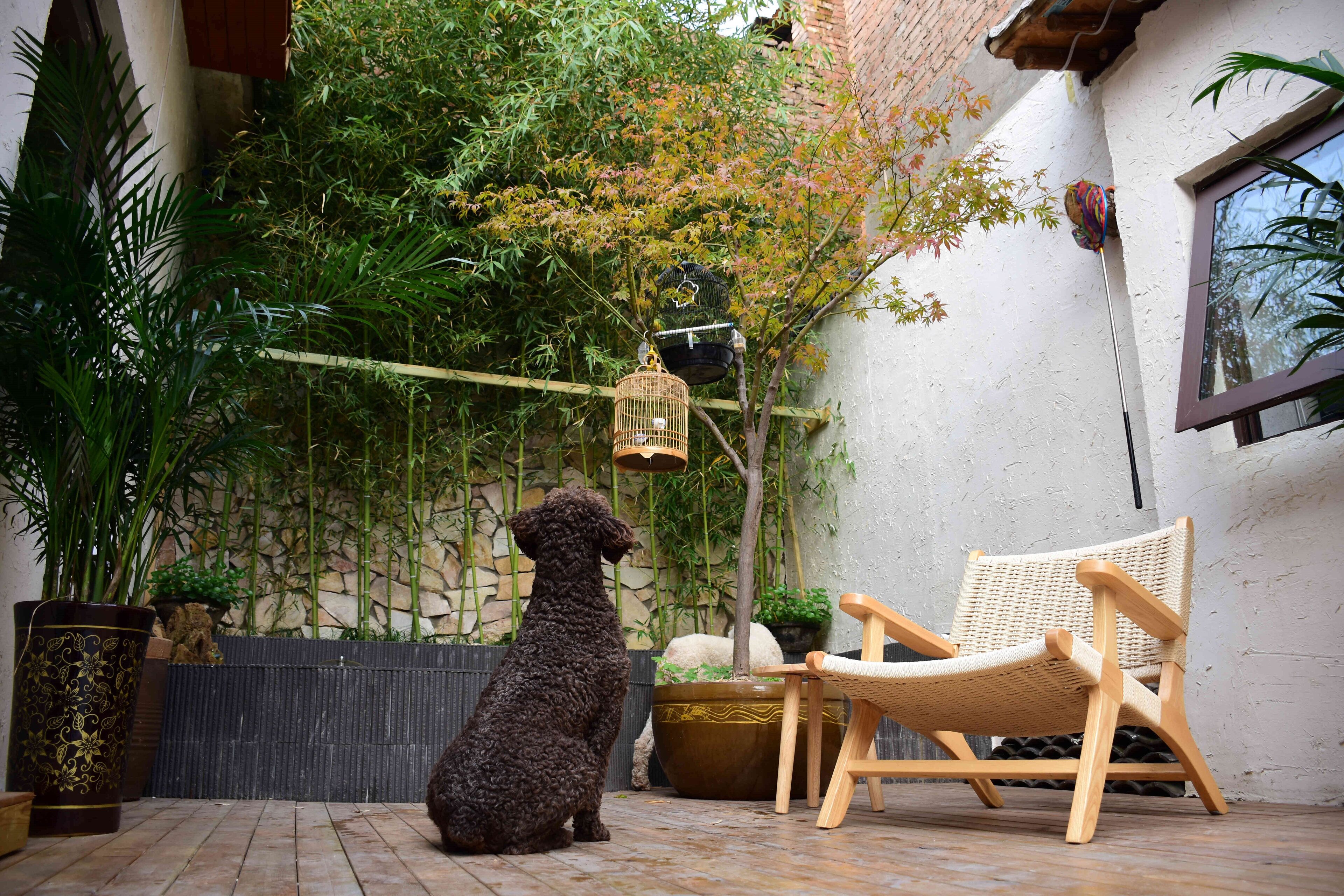 Un cane seduto in un cortile con una sedia in vimini e delle gabbie per uccelli appese.