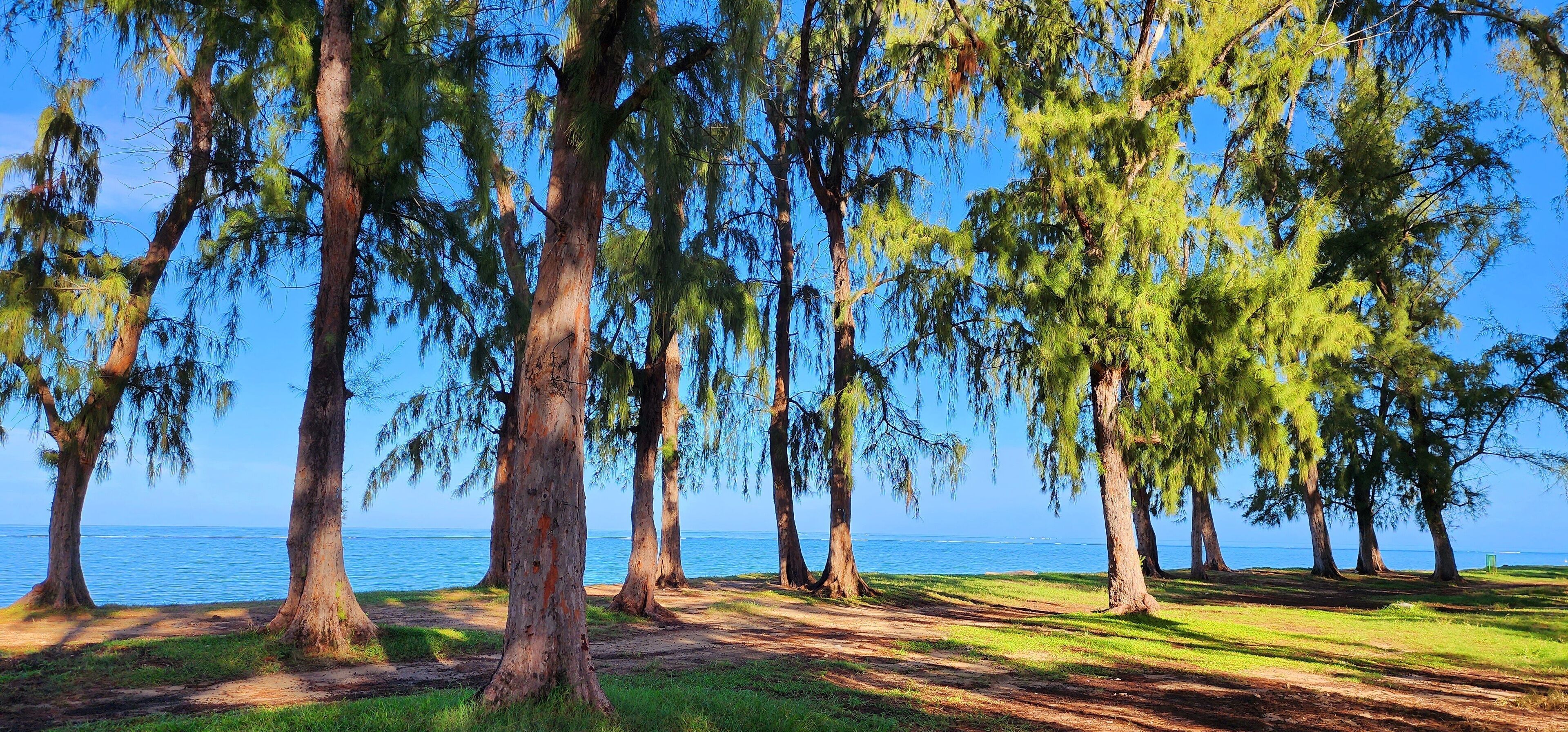 A coastal park with tall trees and a clear view of the sea.