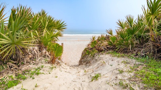 Ein Sandweg am Strand, der zum Meer führt, umgeben von dichtem Grün.