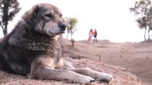Un perro descansando sobre una zona cubierta de pasto, con un paisaje montañoso al fondo.