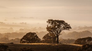 A landscape with a prominent tree in the foreground, a flat terrain, and distant hills. - Tiny Ruby - Central West (Duramana)
