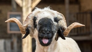 Primer plano de una cabra con cuernos llamativos y un pelaje blanco y esponjoso.