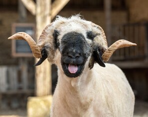 Détail de l’intérieur