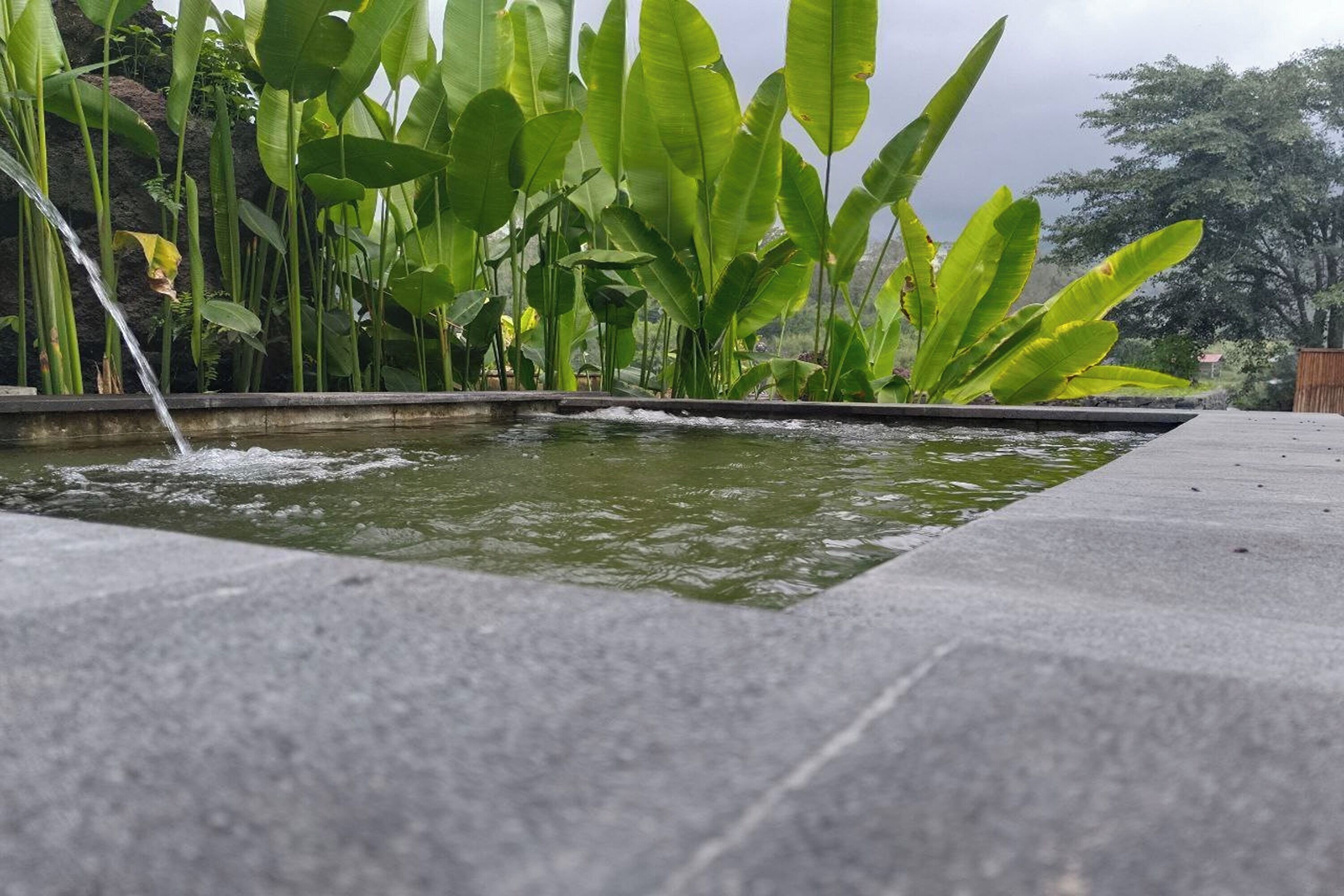 A rectangular water feature with a waterfall, surrounded by large green plants.