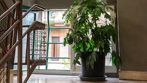 Una escalera con barandilla metálica, una planta en maceta y una pared con una frase motivacional.