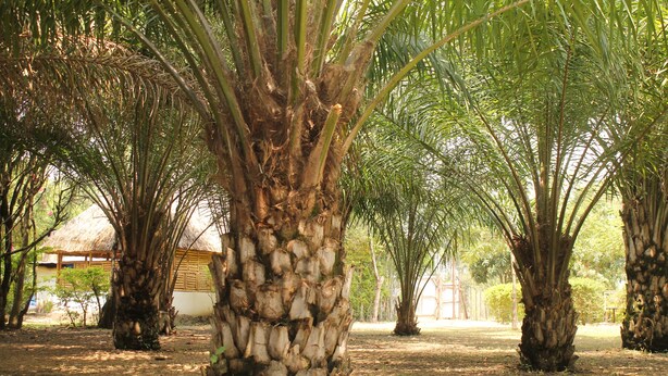 A grove of palm trees in a landscaped area with a thatched-roof structure in the background. - ShoeBill Safari Lodge (Karogoto)