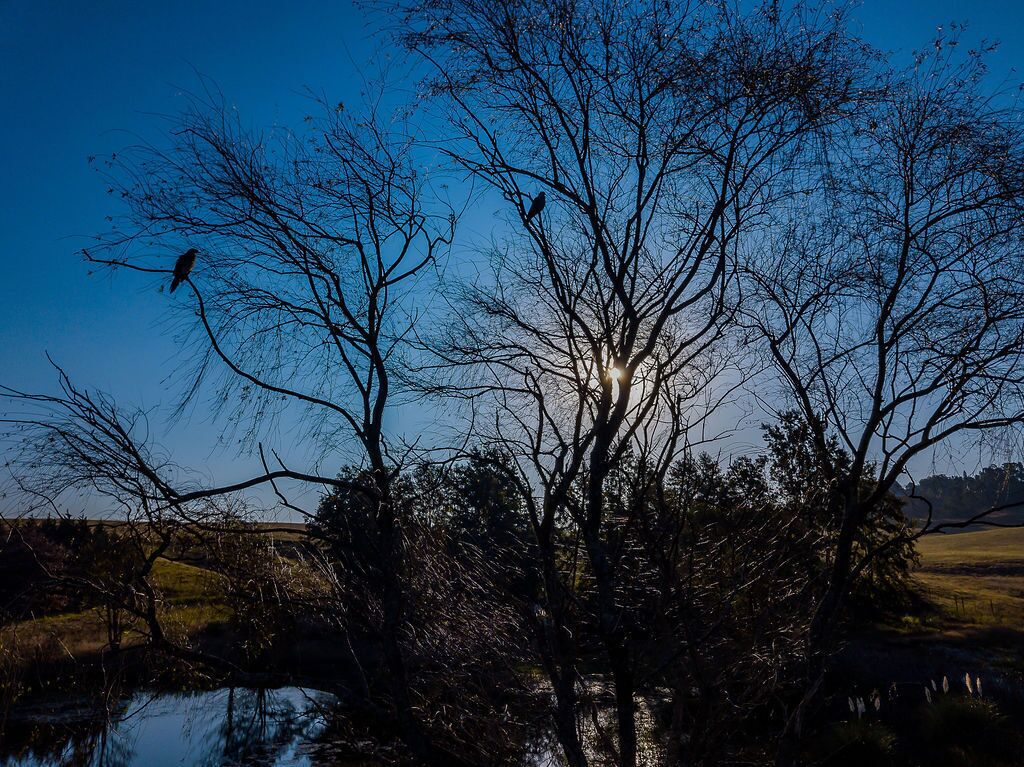 Ein Baum mit einem Vogel, der auf einem Ast sitzt, vor blauem Himmel.