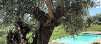Almojanda 3 Olive Tree