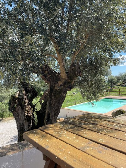 Almojanda 3 Olive Tree