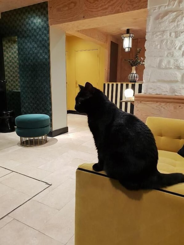 Un gato negro sentado en un otoman amarillo en un vestíbulo con un otoman azul verdoso, una puerta amarilla y un muro estampado.