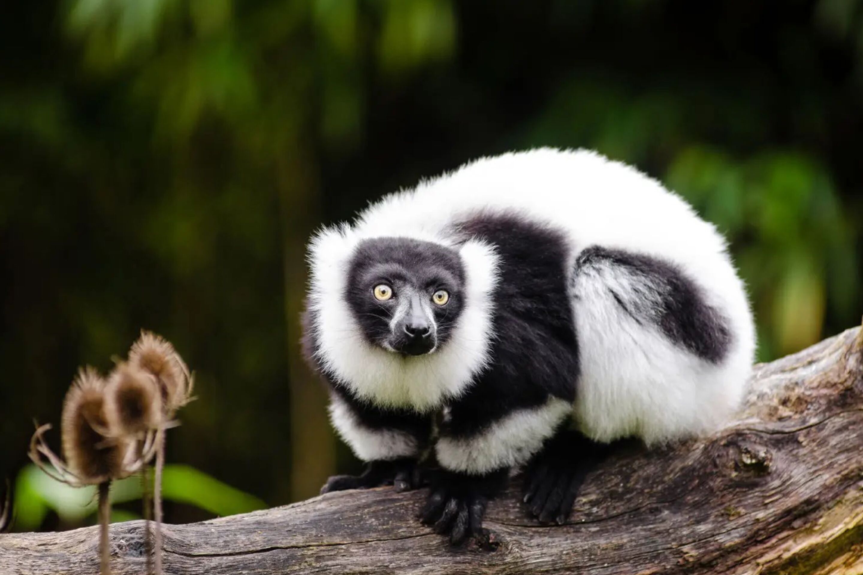 Foto - Valiha Hotel Antananarivo