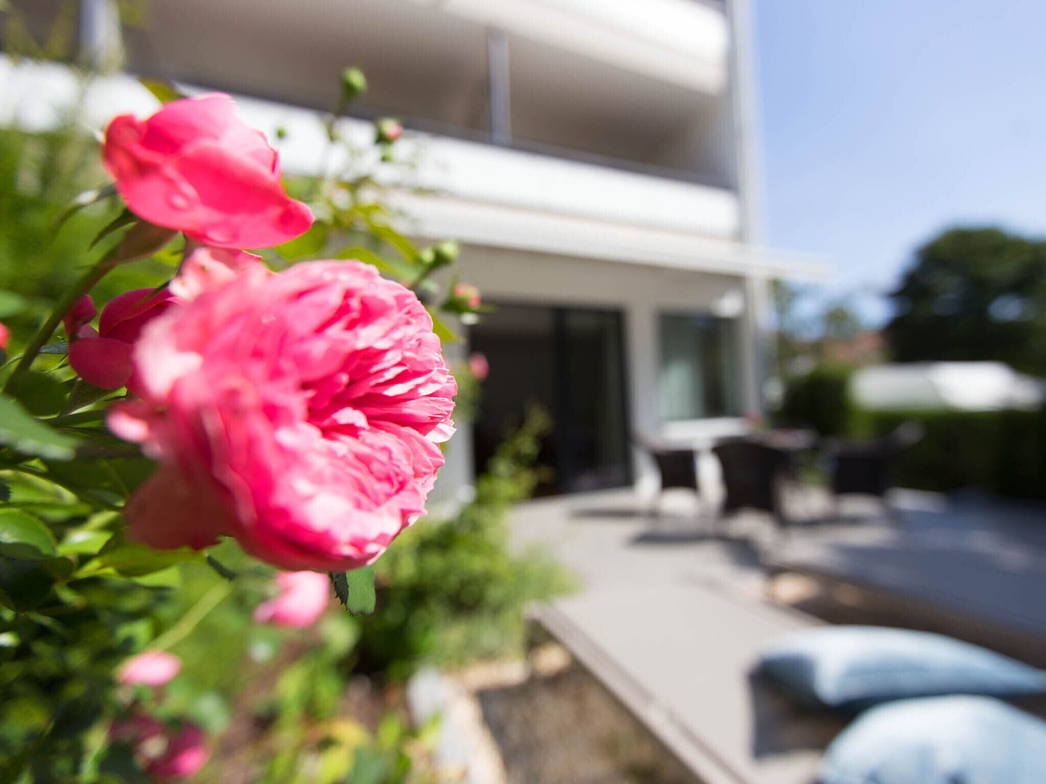 Eine rosa Blüte im Fokus, im Hintergrund ein modernes Gebäude.