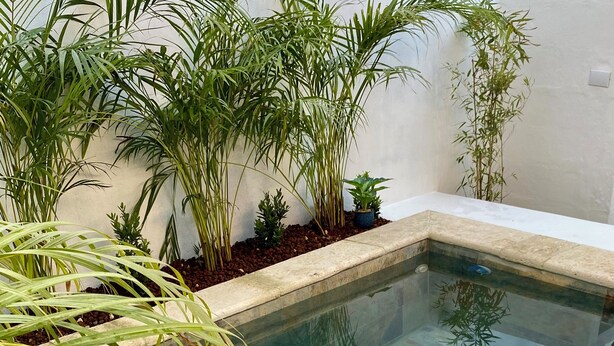 Ein rechteckiger Pool mit Glasboden und einer Steinumrandung, umgeben von verschiedenen Grünpflanzen und einer weißen Wand.