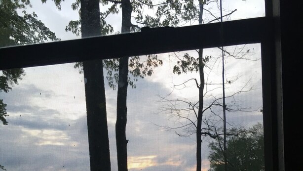 Blick durch ein Fenster mit einem Metallgitter, der ein Picknicktisch, Bänke, Bäume und ein Gewässer im Hintergrund zeigt.