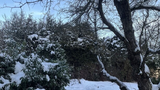 Lumipeitteinen kivipolku, joka kulkee metsäisen alueen läpi, jossa on puita ja pensaita.