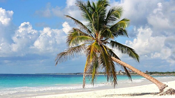 Une plage avec un palmier, un ciel bleu clair et une mer calme.