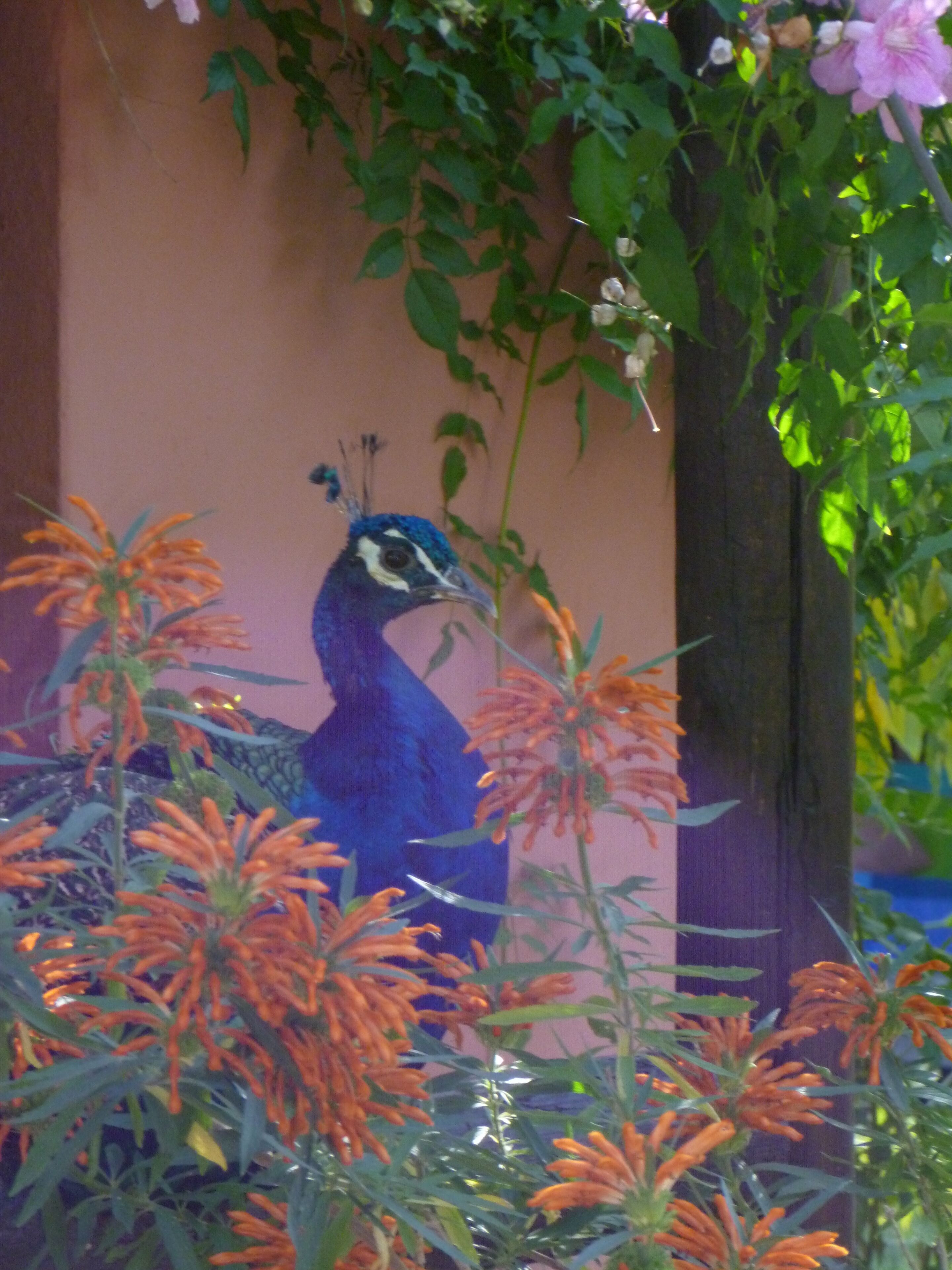 Une fresque représentant un paon sur un mur, entourée de fleurs orange.