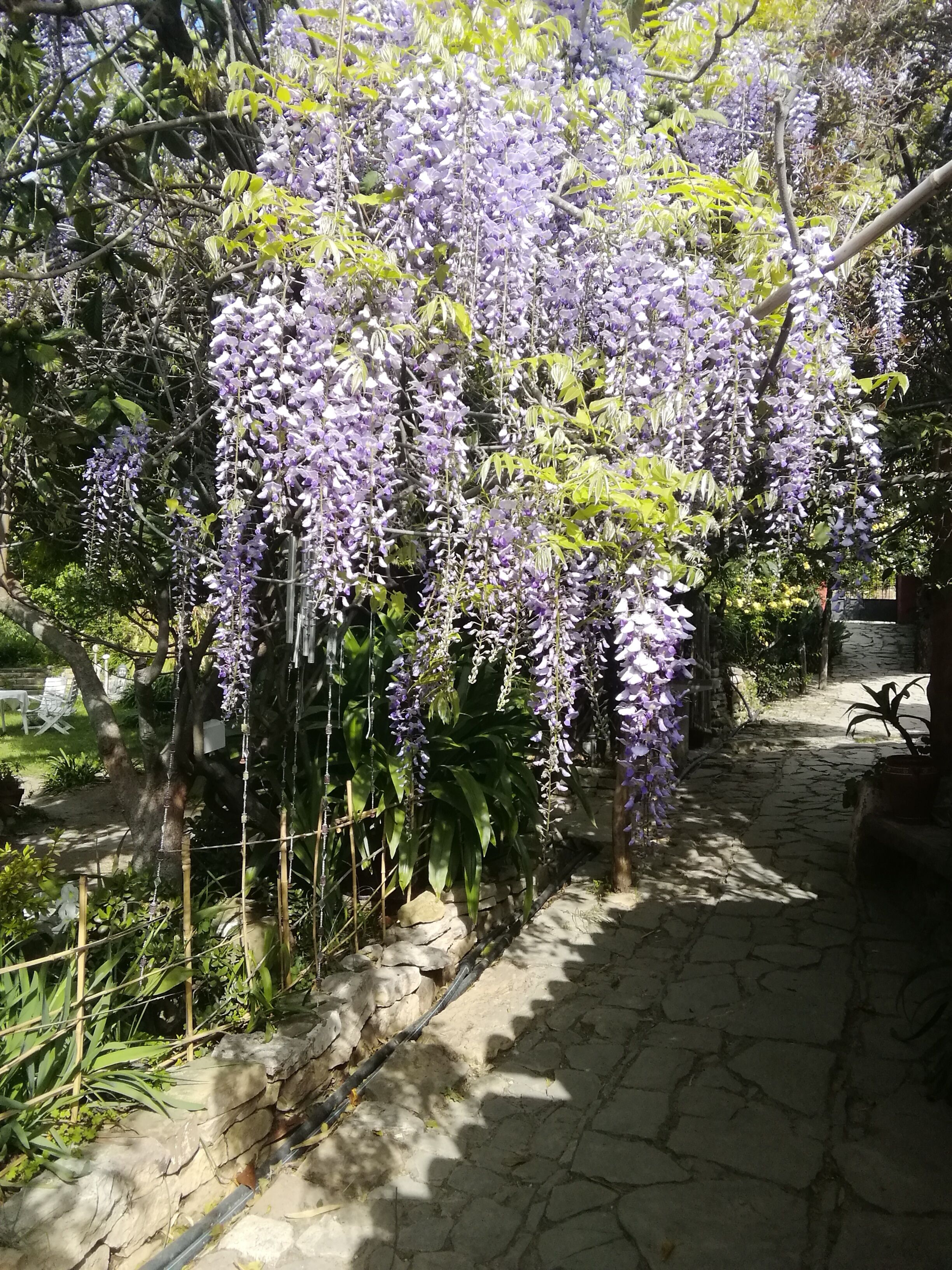 Un sentier de jardin bordé de glycines aux fleurs violettes.