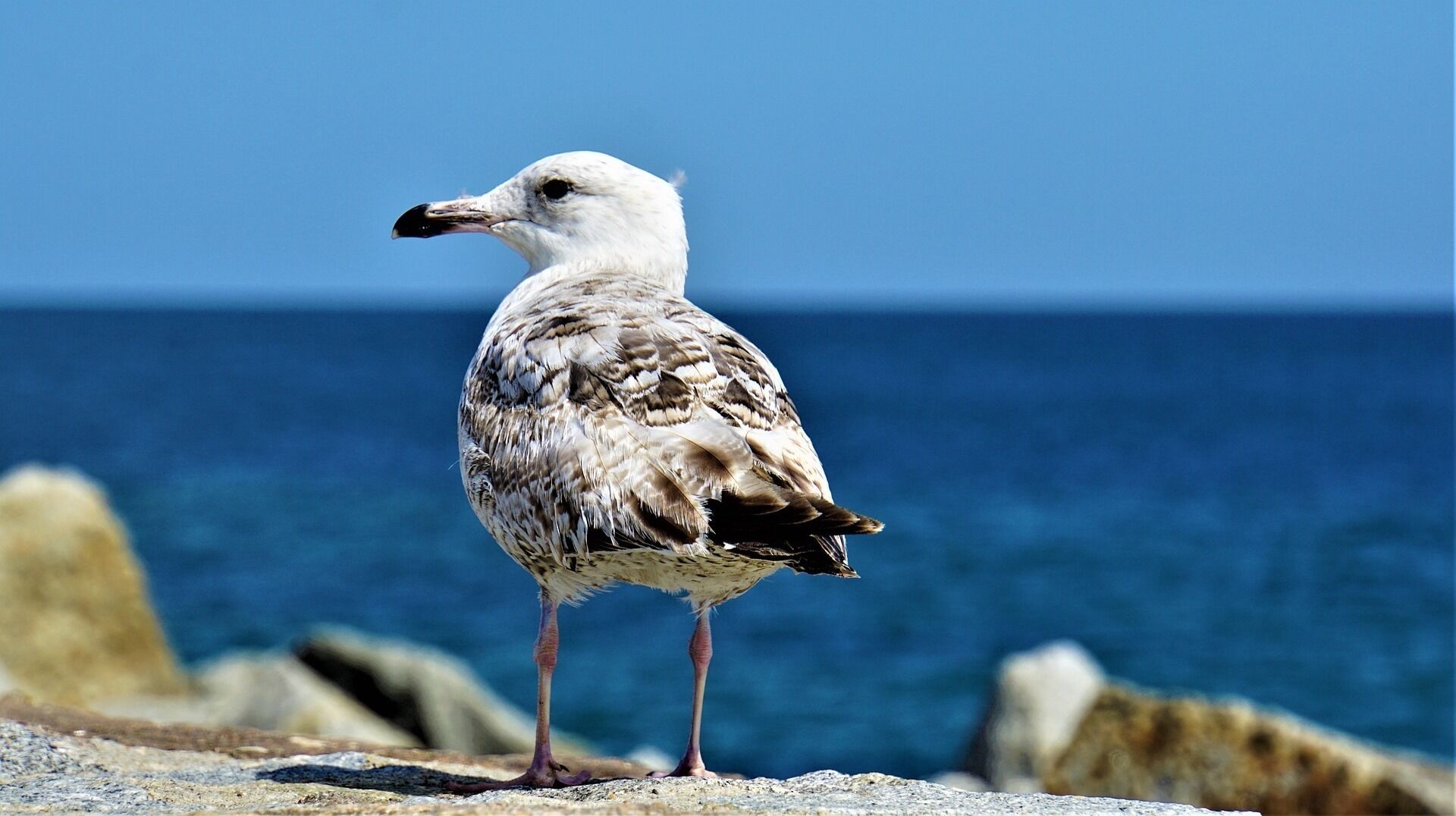 A seagull standing on rocks by the sea.