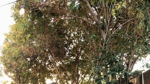 A backyard with a well-maintained lawn, a wooden fence, and trees. - Villa Verde - 5 miles to Disney! (Fullerton)