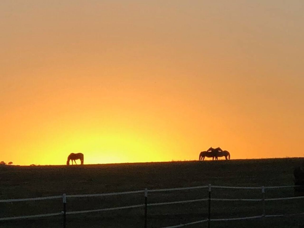 Solnedgang over et indhegnet mark med græssende heste.