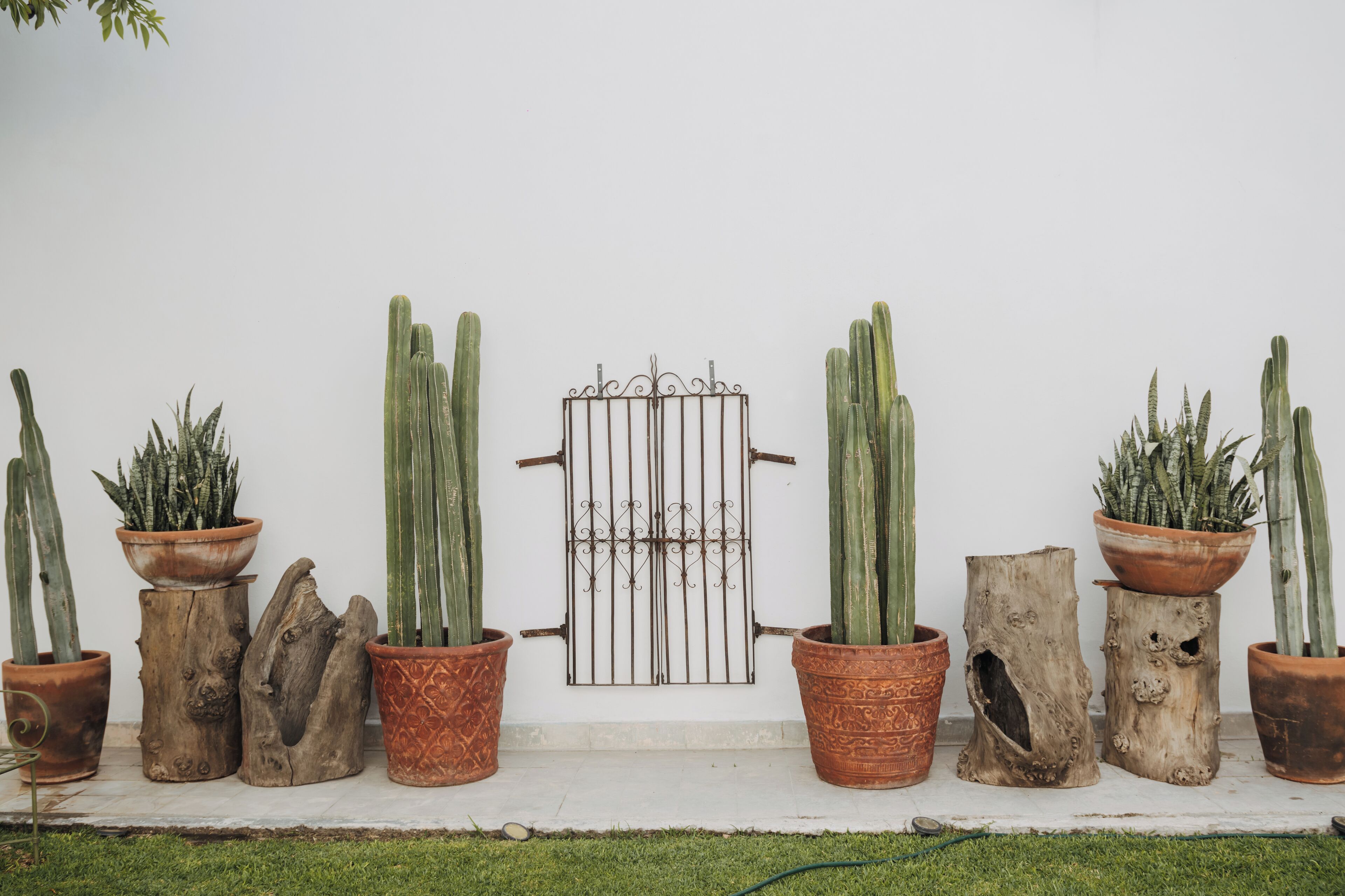 A row of potted cacti against a white wall, with a metal gate in the center.