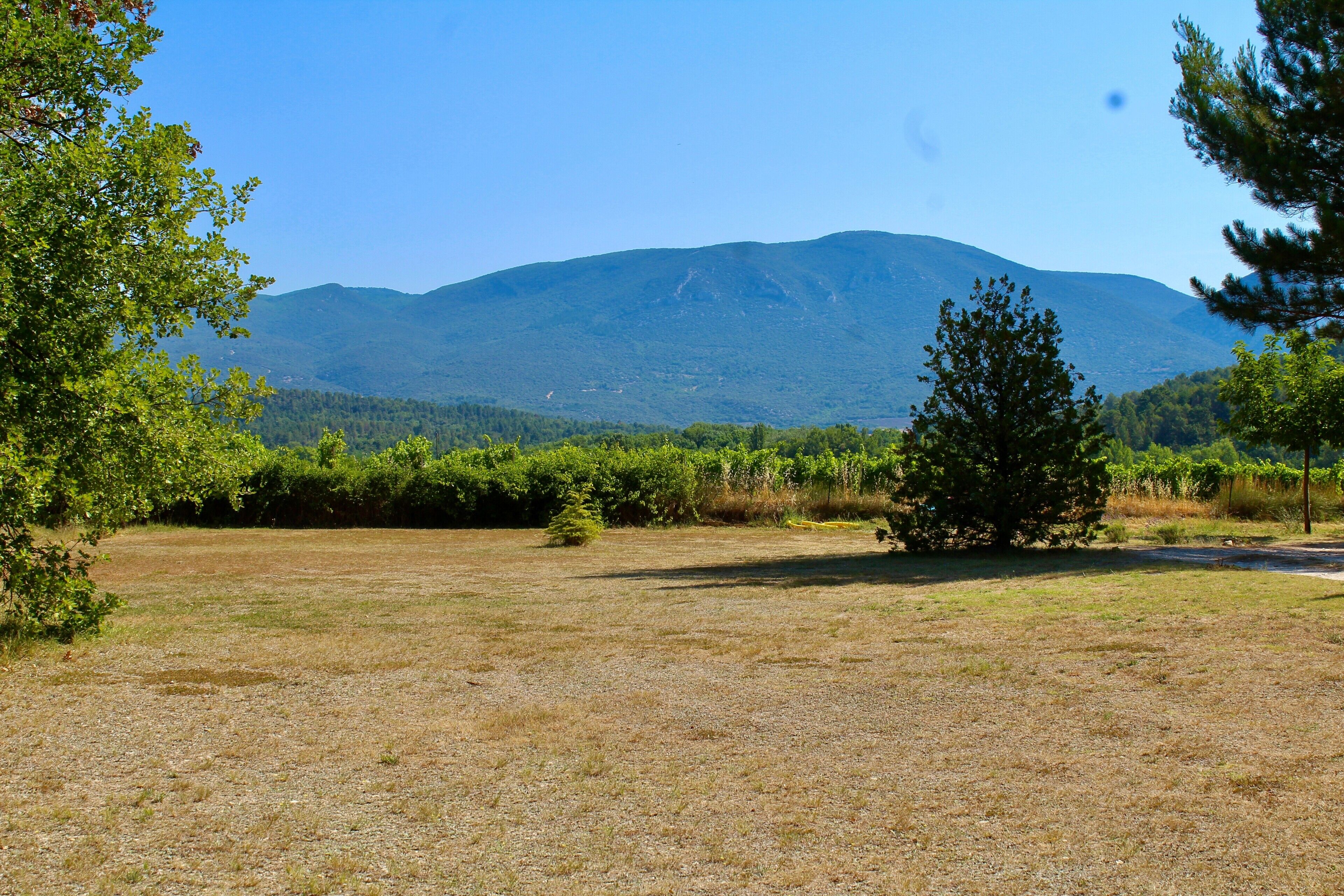 A grassy field with a mountain in the background.