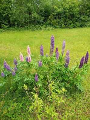 Àrea exterior de l'allotjament