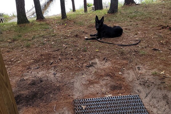 A black dog lying on a dirt path with trees in the background.
