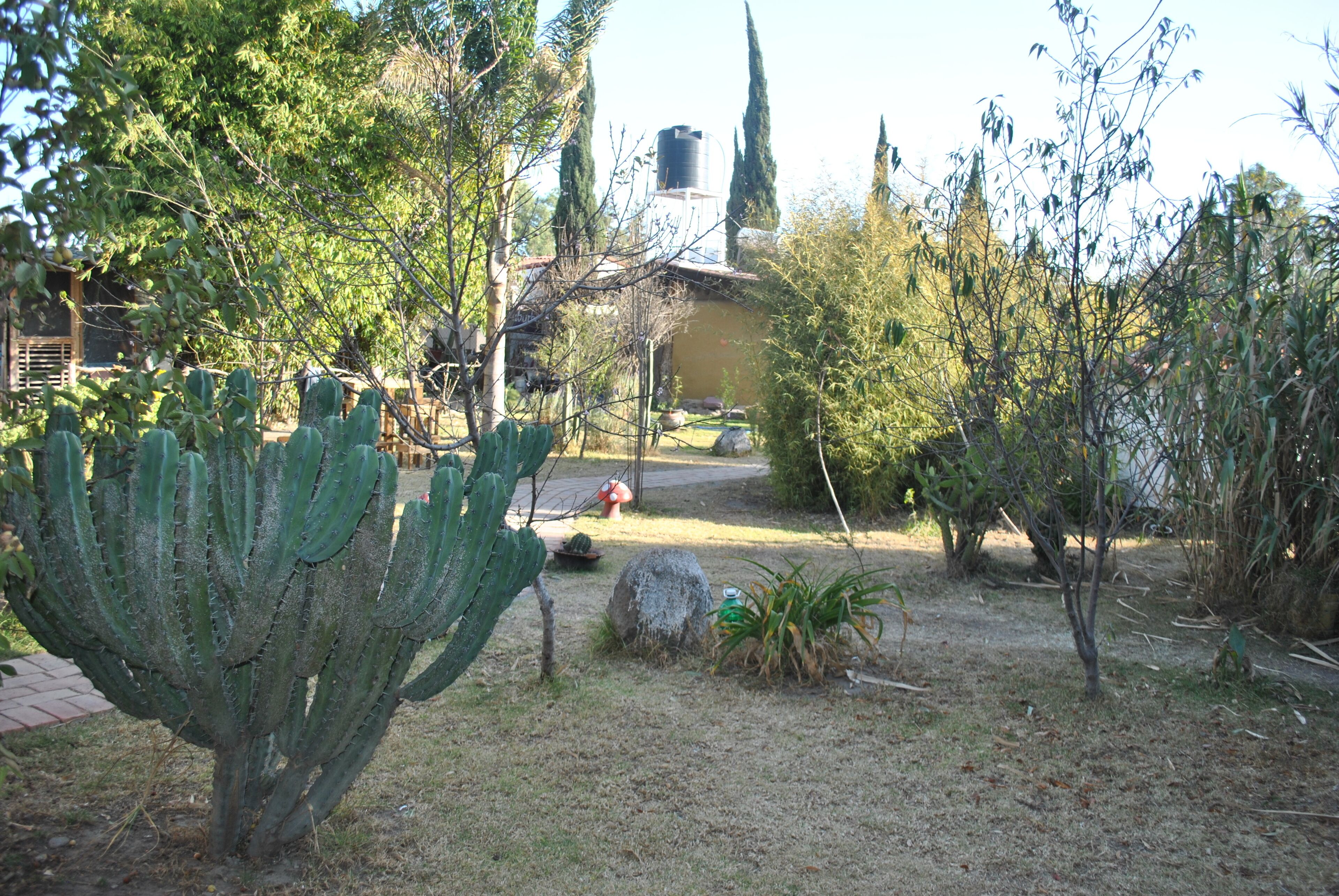 Un jardín con cactus, un depósito de agua y un edificio con techo inclinado.