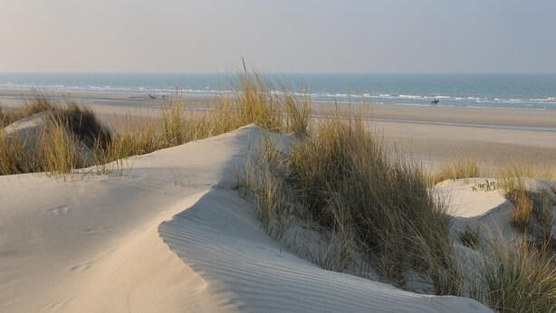 Ein Strand mit Dünen und Gras.