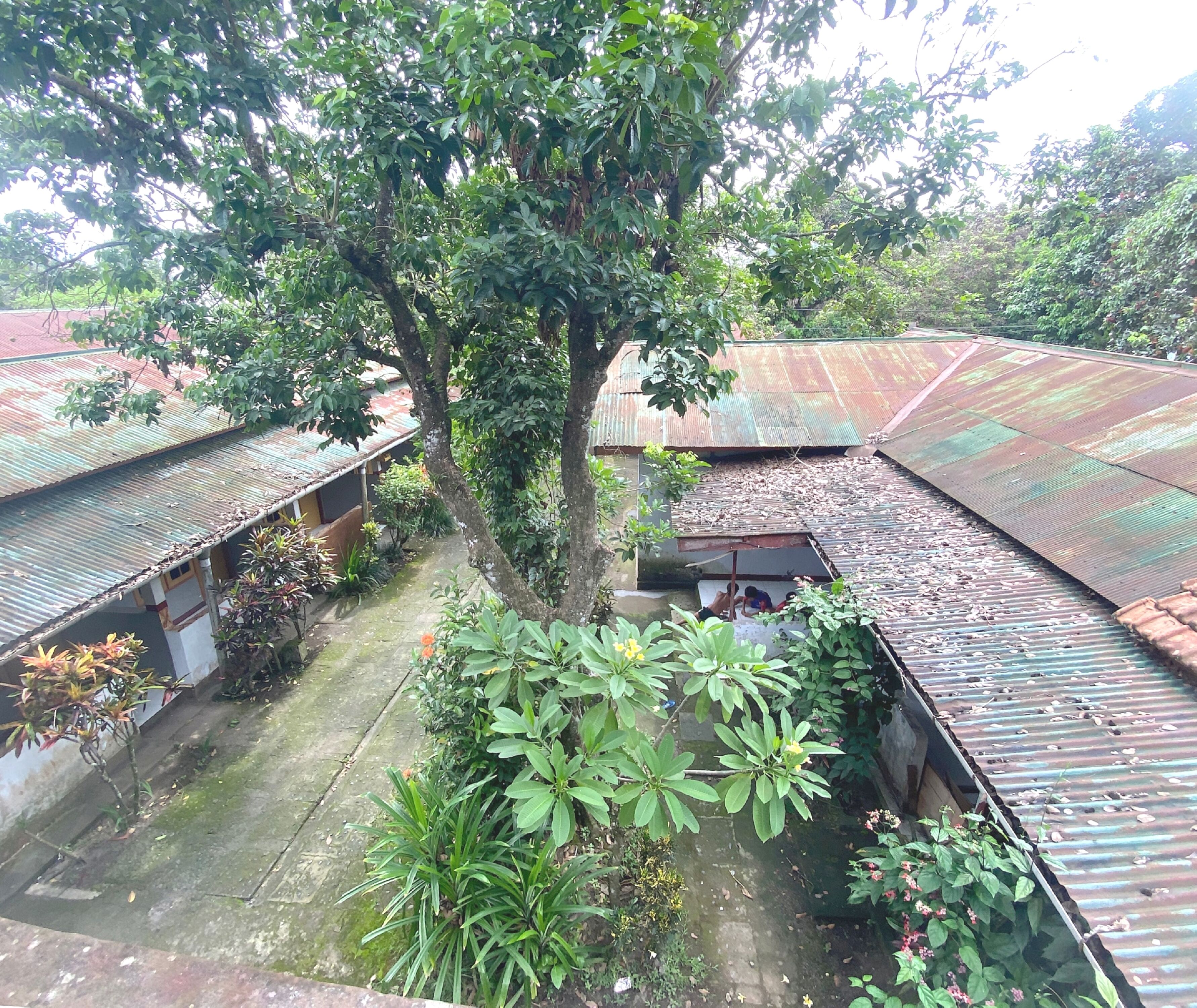 A courtyard with multiple buildings, a large tree, and various plants.