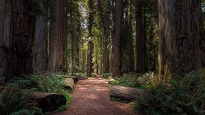 A forest trail with tall trees and ferns.