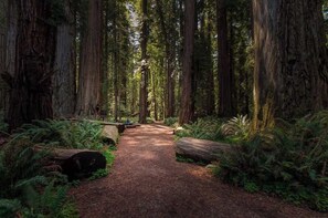 Property grounds - Redwood Nook - 8 min walk to redwood state park (Felton)