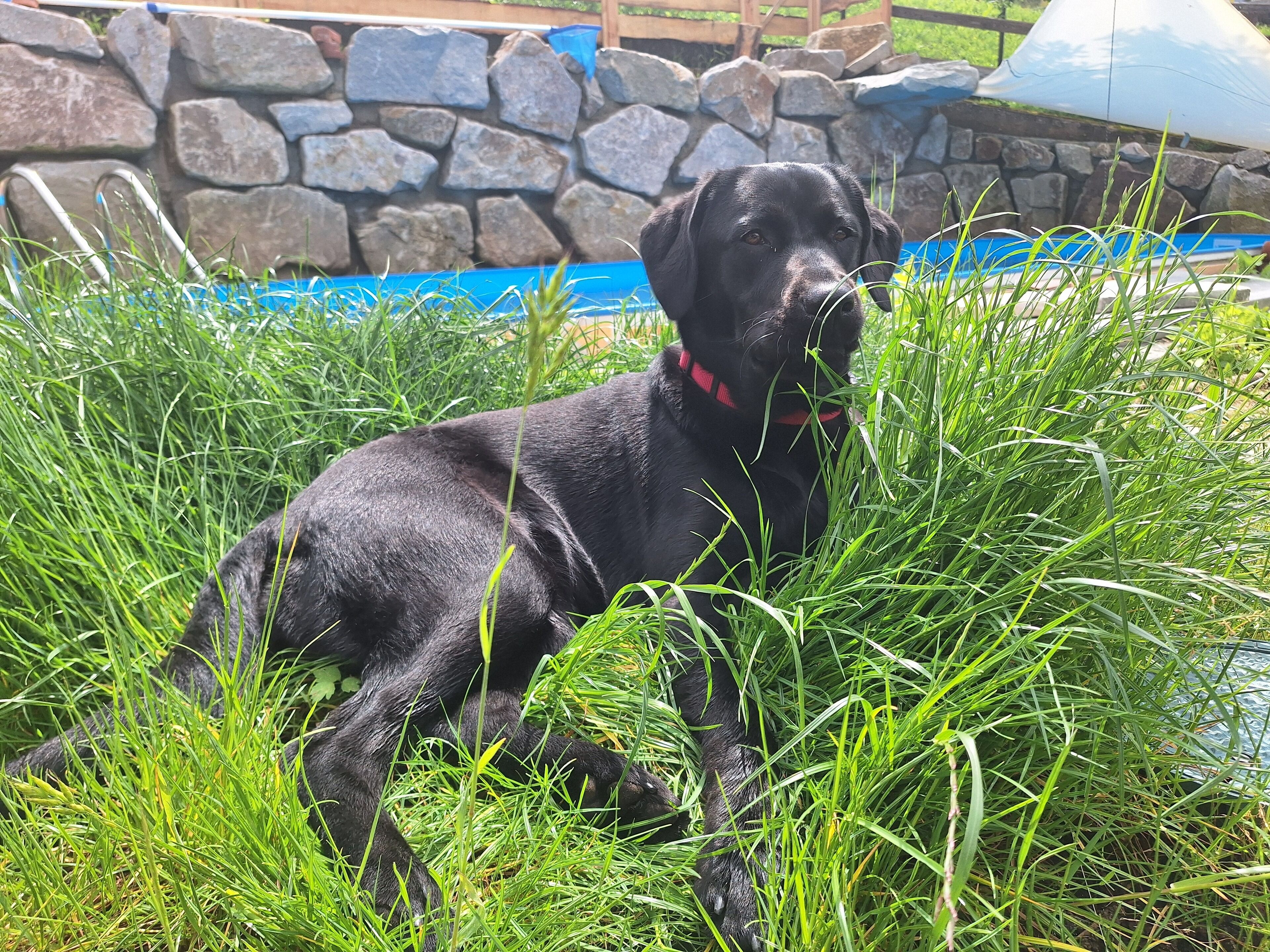 Un chien noir avec un collier rouge, assis dans de l’herbe haute.