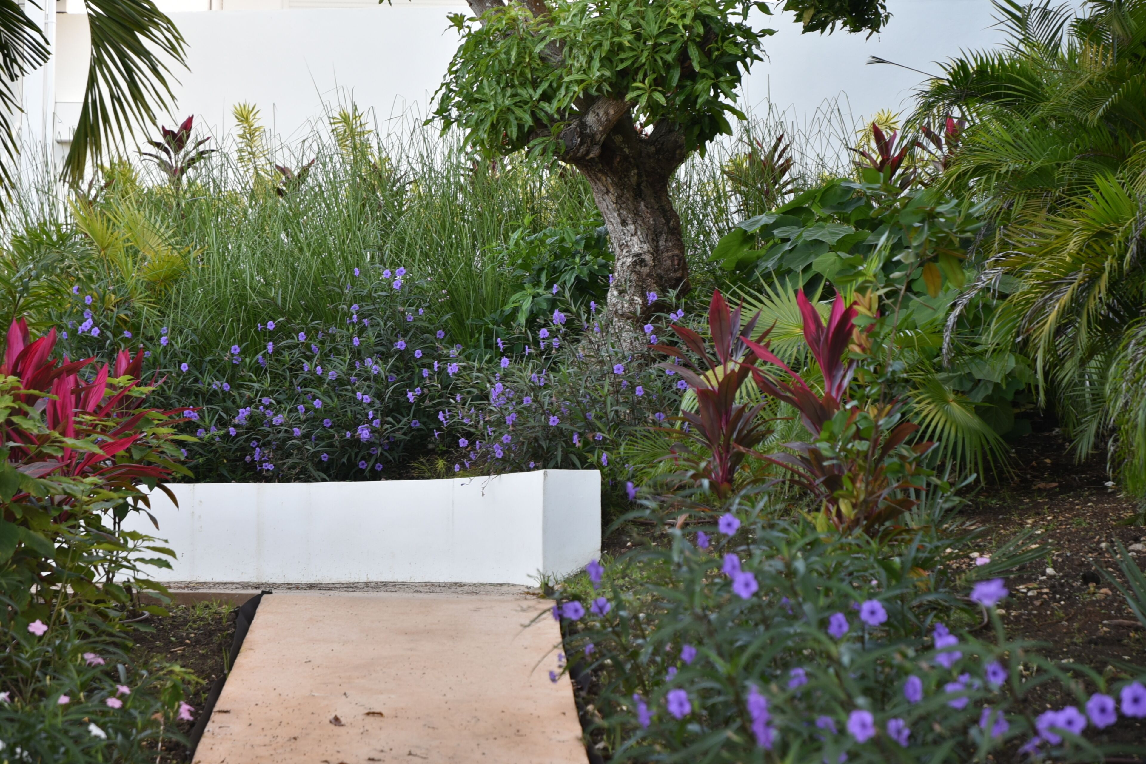 A garden pathway with a variety of plants and flowers.